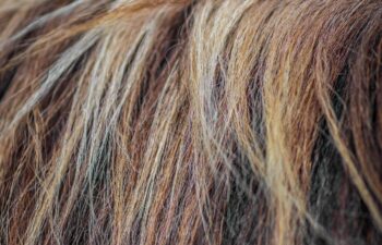 Which Straightener Is Least Damaging To Hair?